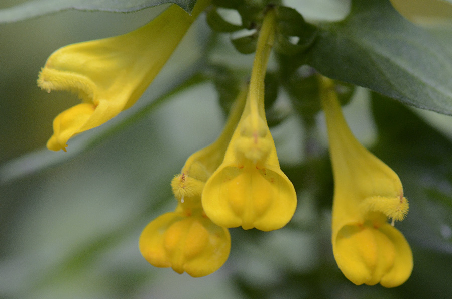 Fiore giallo foglie colorate da id. - Melampyrum sp.